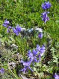 Polygala major